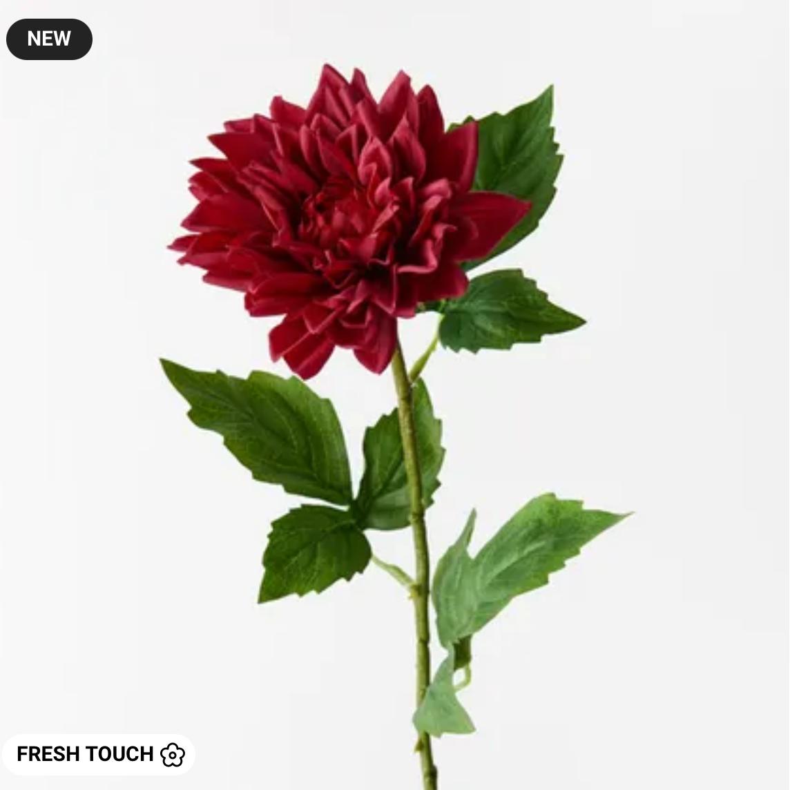 Dahlia Dark Red