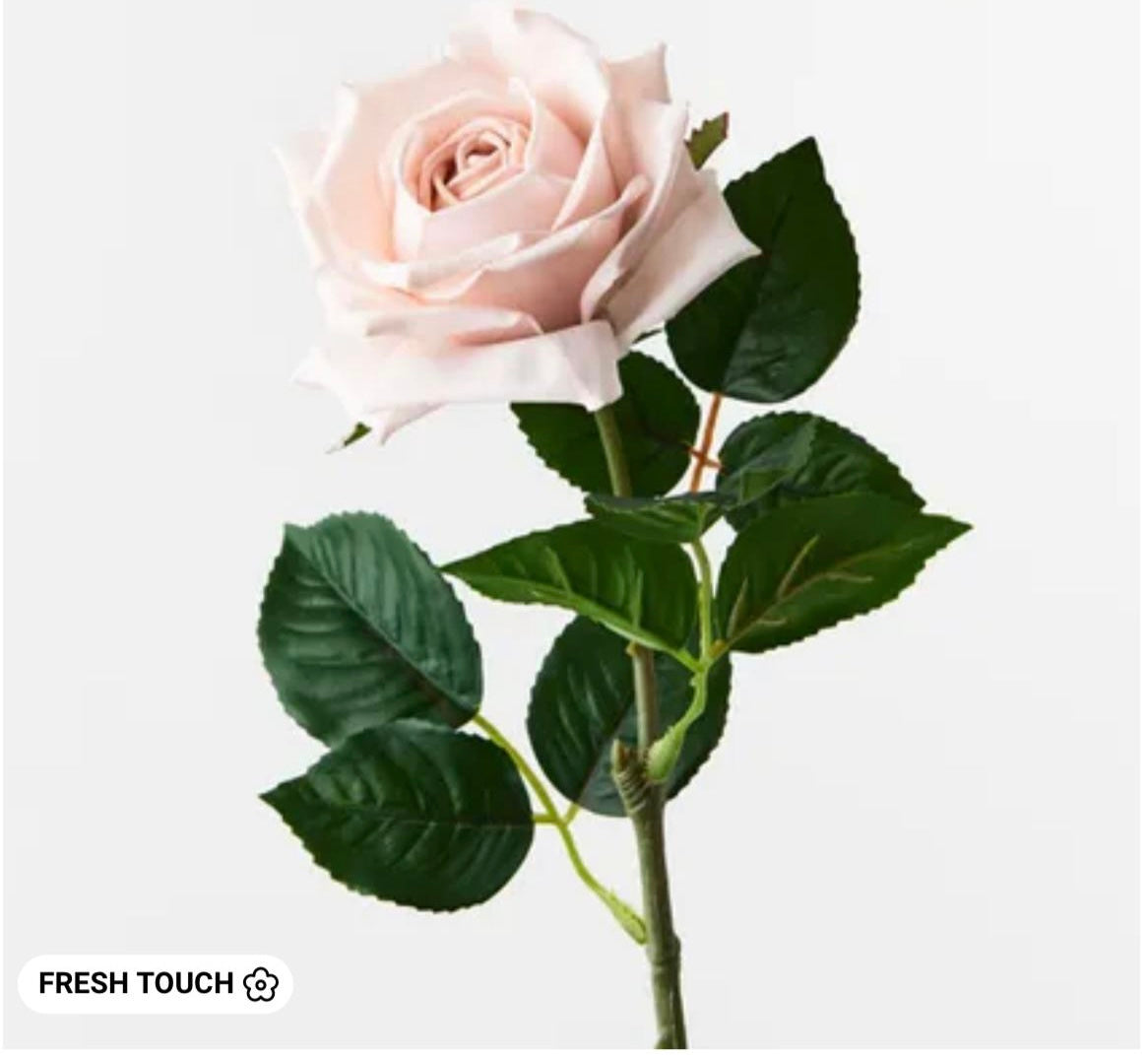 Rose Clara Soft Pink