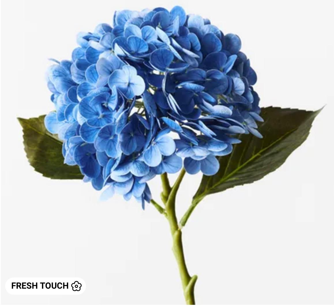 Hydrangea Blue