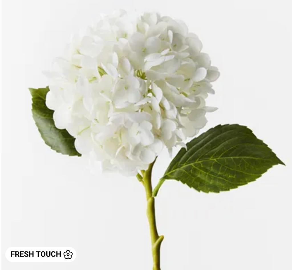 Hydrangea Winter White