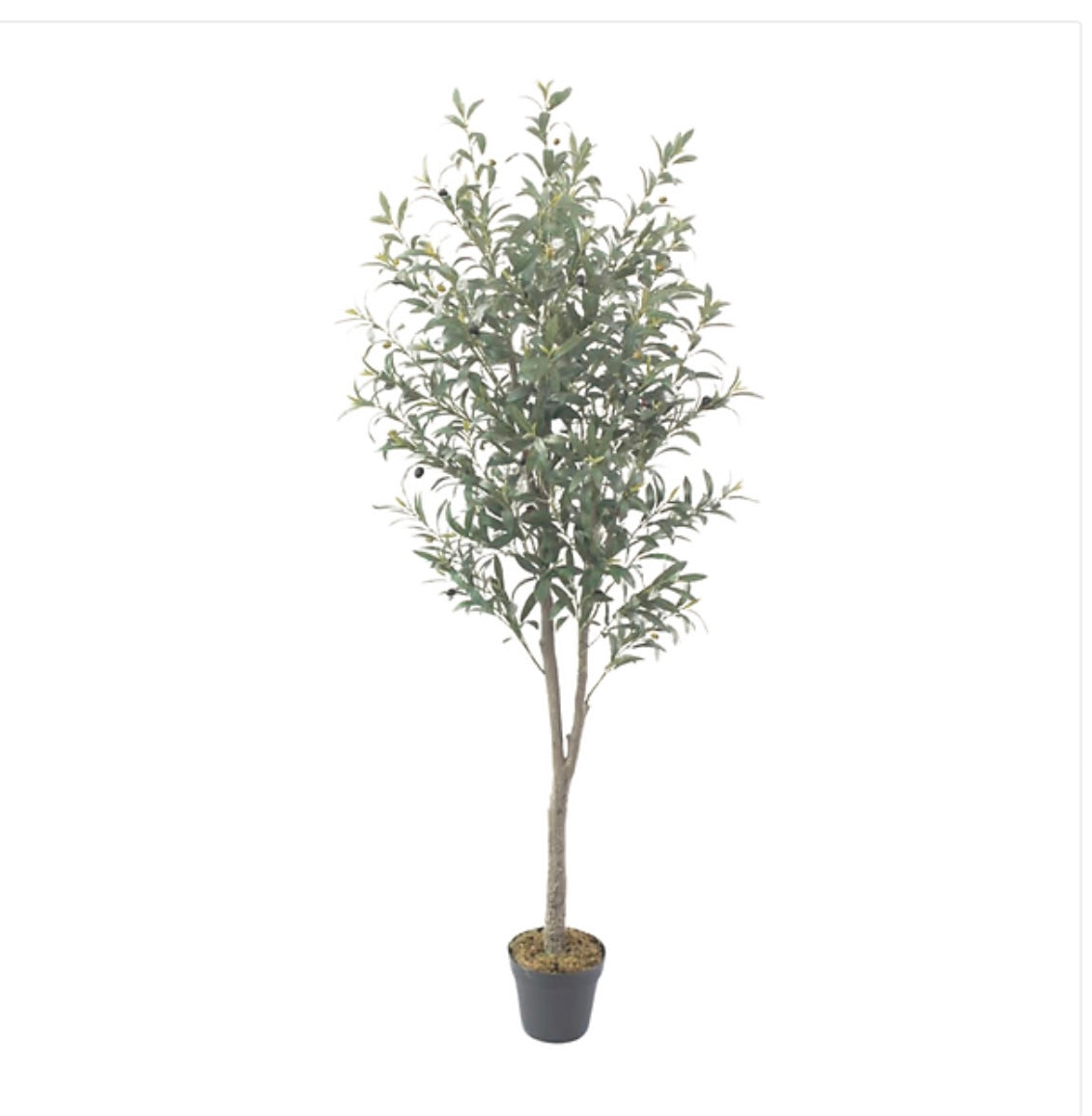 180cm olive tree