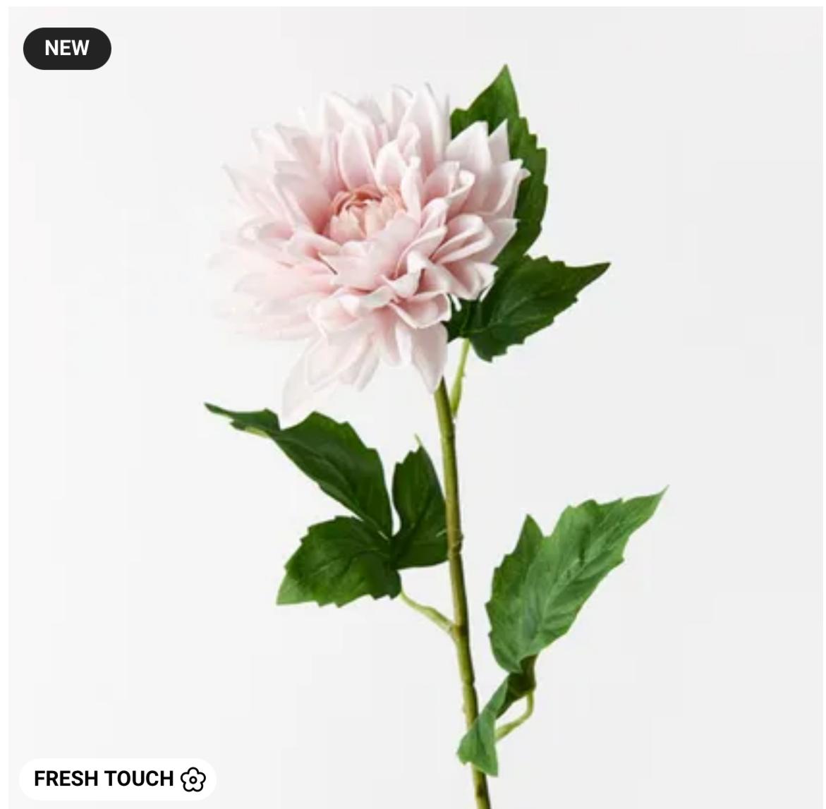 Dahlia Soft Pink