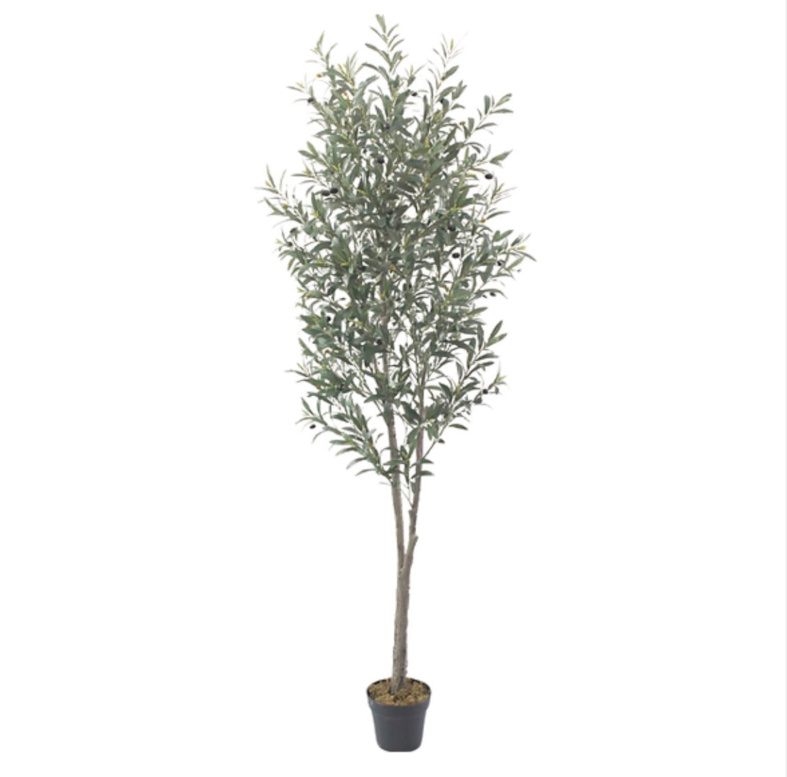 210cm Olive tree